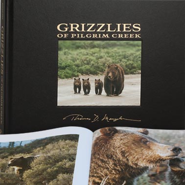 Book cover with family of grizzlies